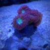 Favites war coral RED-GREEN „ WYSIWYG“