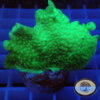 Euphyllia Toxic Green (glabrescens) 2-Heads | WYSIWYG