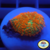 Interstellar mushroom 1 Polyp