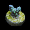 Acropora - Blue-Green (milleporra) Frag | WYSIWYG