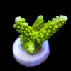 Acropora - Ultra Green (florida) Frag | WYSIWYG