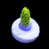 Acropora - Ultra Green Enzmann (tumida) S-Frag Fresh Cut | WYSIWYG