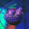Stylophora pistillata `creme´ Größe M