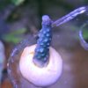 Acropora echinata - WYSIWYG