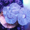 Chalice Echinopora lamellosa WYSIWYG