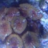 Grandis palythoa 10-12 polypen große Kolonie