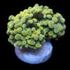 Euphyllia bicolor Green (paraancora) Frag | WYSIWYG