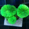 Euphyllia bicolor Green (paraancora) Frag | WYSIWYG