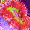 Phymanthus crucifer Perlenanemone Rockanemone Multicolor Nachzucht WYSIWYG!!!