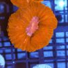 Euphyllia paraancora Ultra Hammerkoralle Blotchy lila RAR !!!