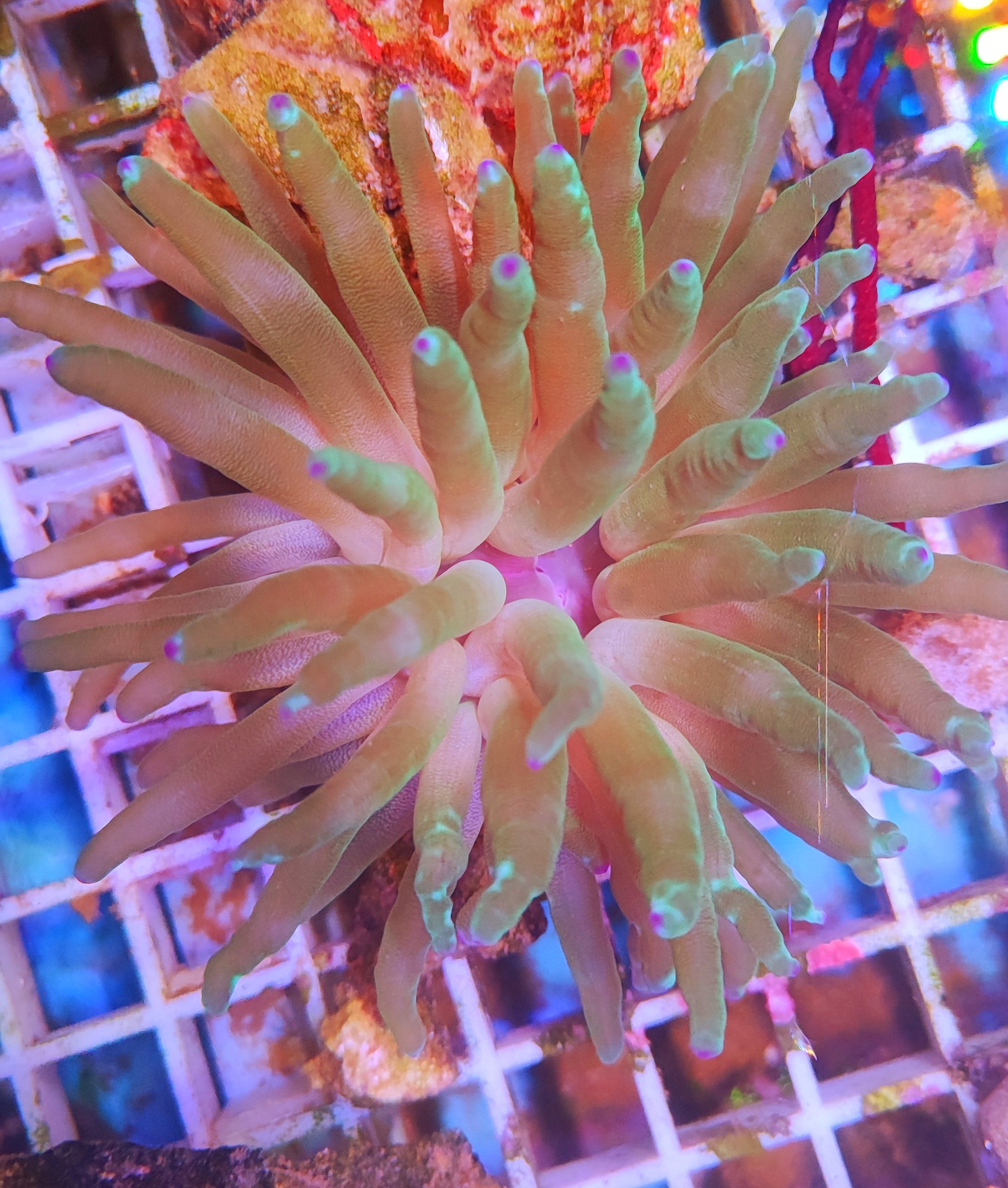 Blasenanemone – Entacmaea quadricolor sunburst