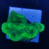 Caulastrea neon grün 