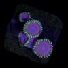 Zoanthus Blue Star 4-6 Polypen
