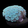 WYSIWYG blaue Koralle Heliopora coerulea XL