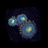 Zoanthus Blue Star 10-12 Polypen