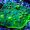 Euphyllia paraancora grün ultra - 2 Köpfe