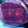 Goniopora rosarot - LPS Koralle mit mittellangen Polypen