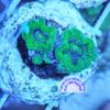 Micromussa Acanthastrea grün WYSIWYG