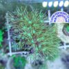 Sarcothelia edmondsoni / Blaue Xenie (WYSIWYG)
