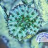 Micromussa Acanthastrea multicolor WYSIWYG