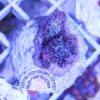 Goniopora minor rainbow - kurzpolypige mehrfarbige LPS Koralle