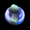 Stylophora Neon Green (pistillata) Frag | WYSIWYG