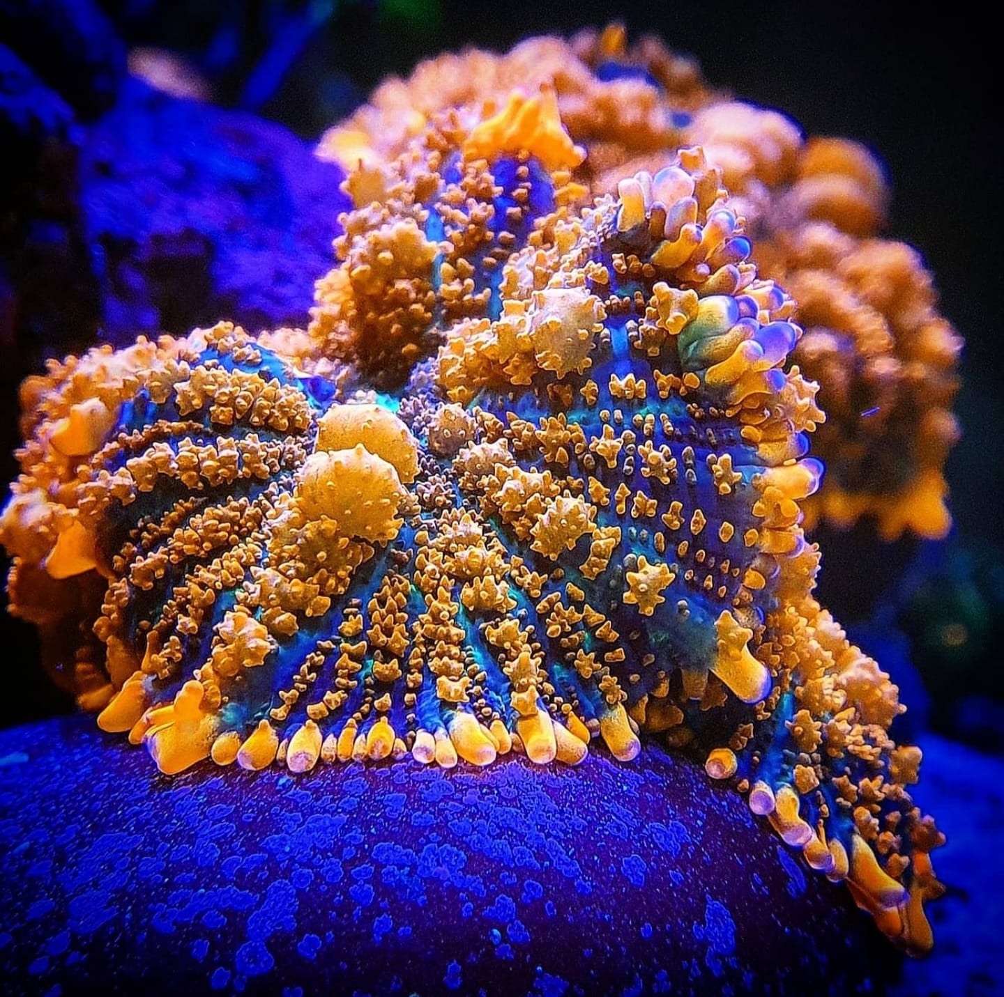 CoralMen