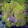 Clavularia (tricolor-ULTRA-GREEN) Röhrenkoralle „WYSIWYG“