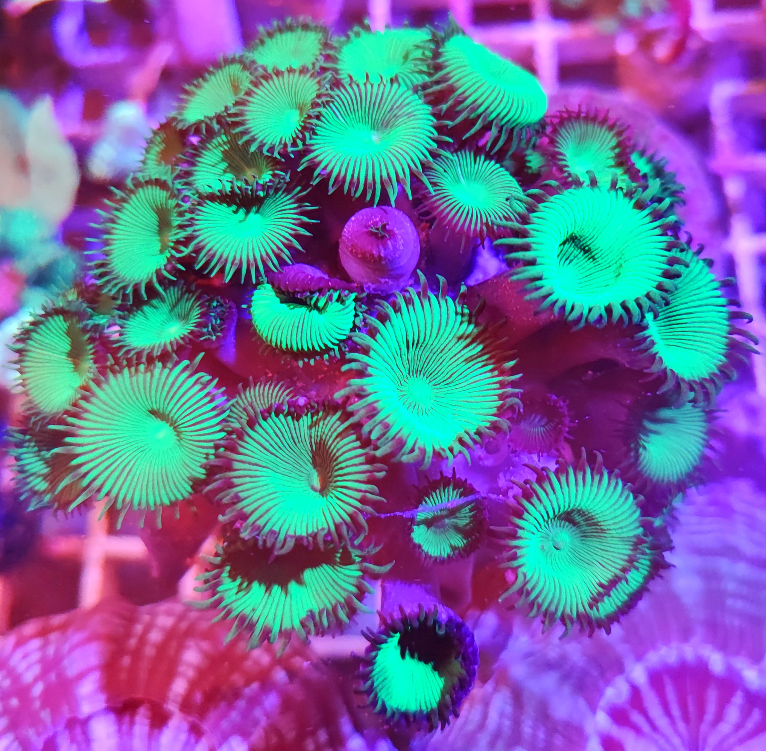 Zoanthus Korallenpaket 5 Stück
