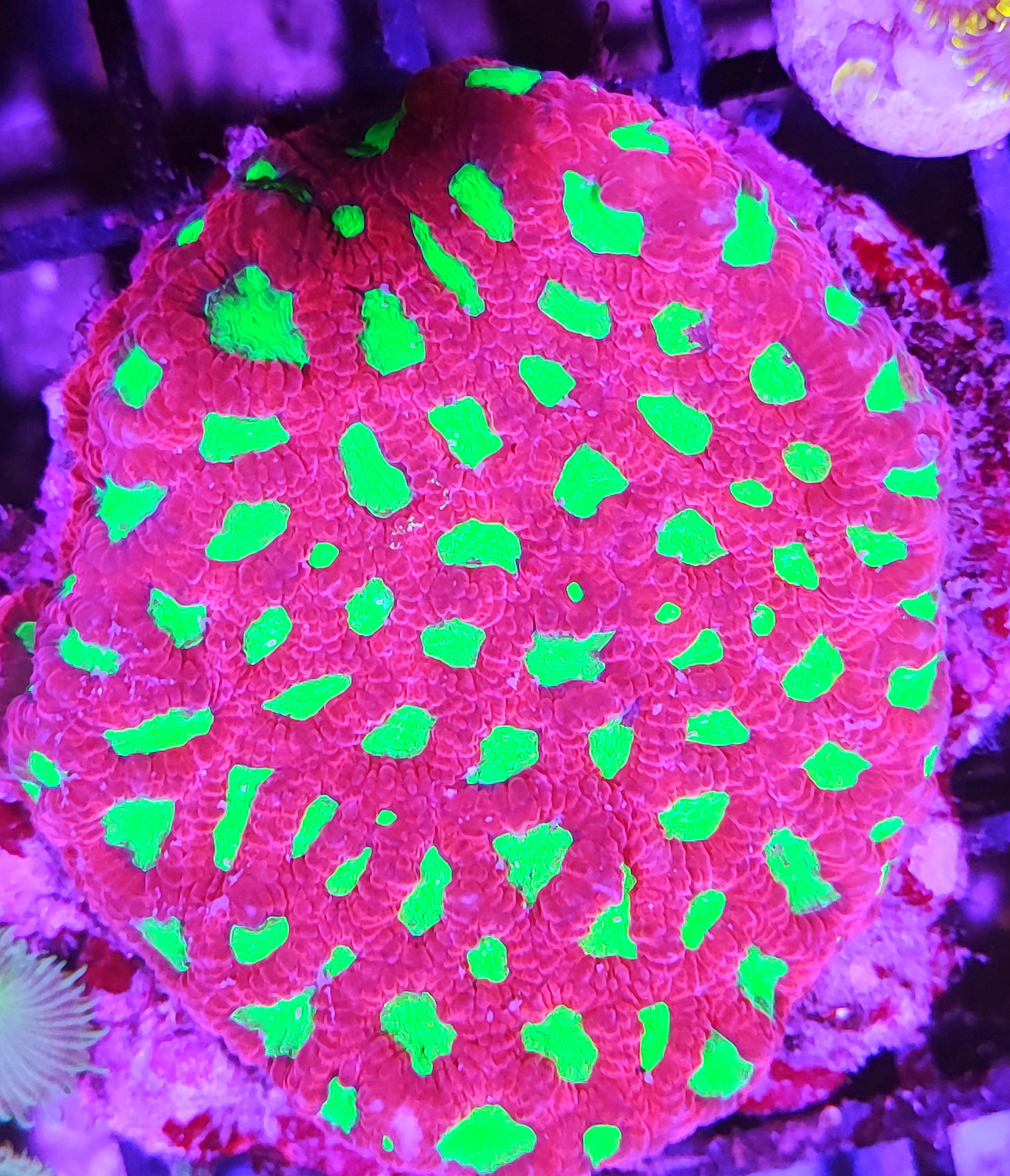 Favia Brain Coral Ultra Green výprodej!!!