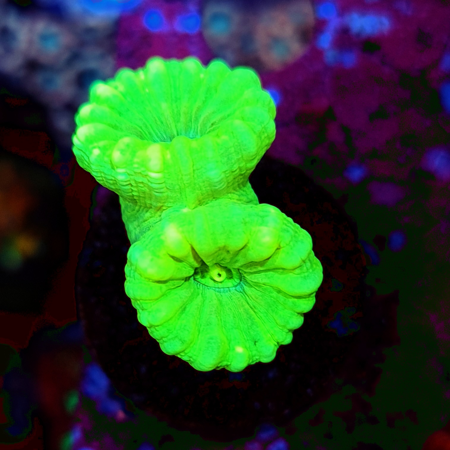 Caulastrea neon WYSIWYG