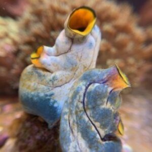 Mořské stříkačky Polycarpa aurata Gold Mouth