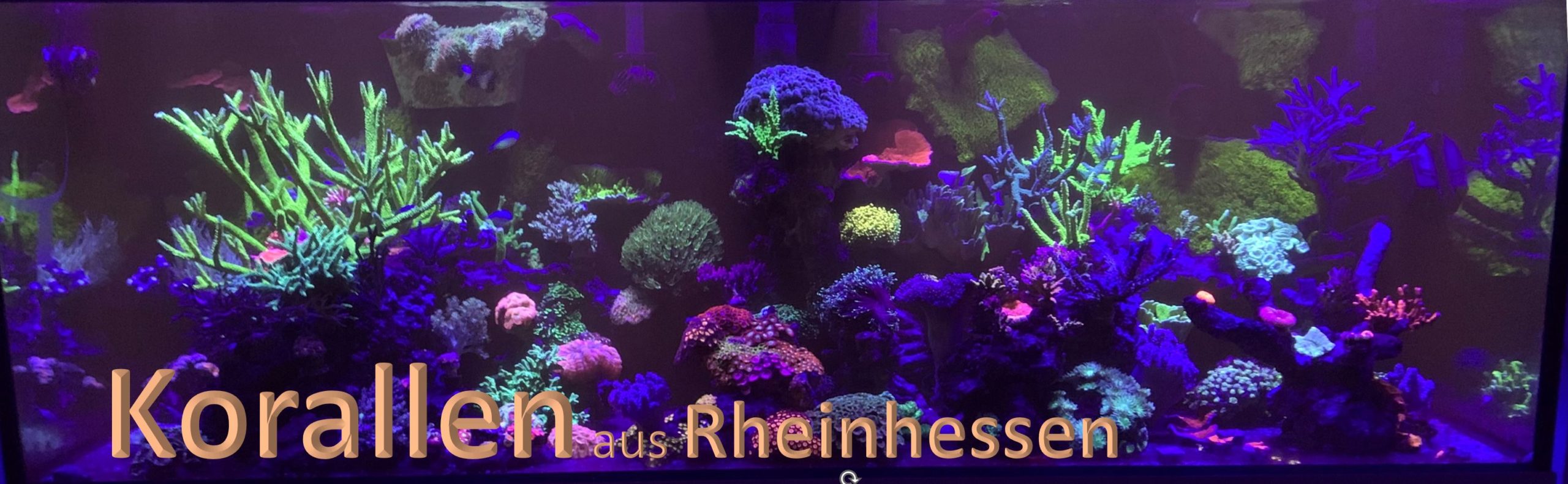 Korály Rhoihesse Reef