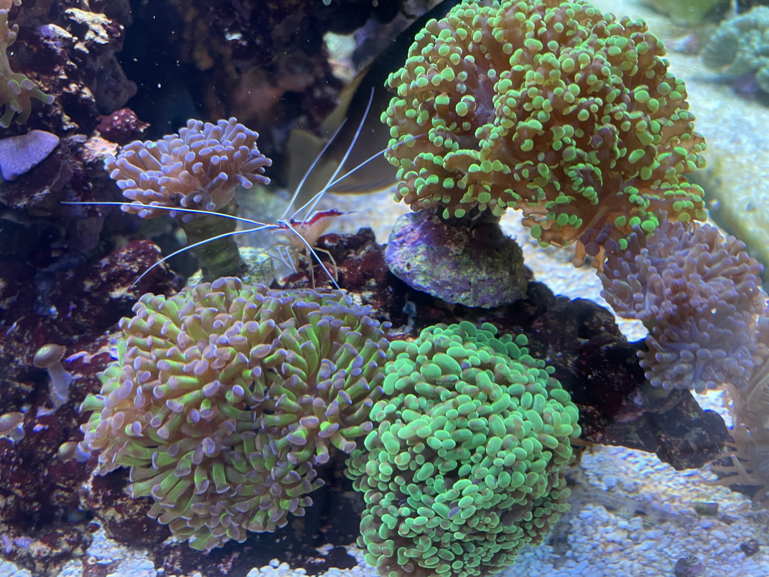 zoo de corail