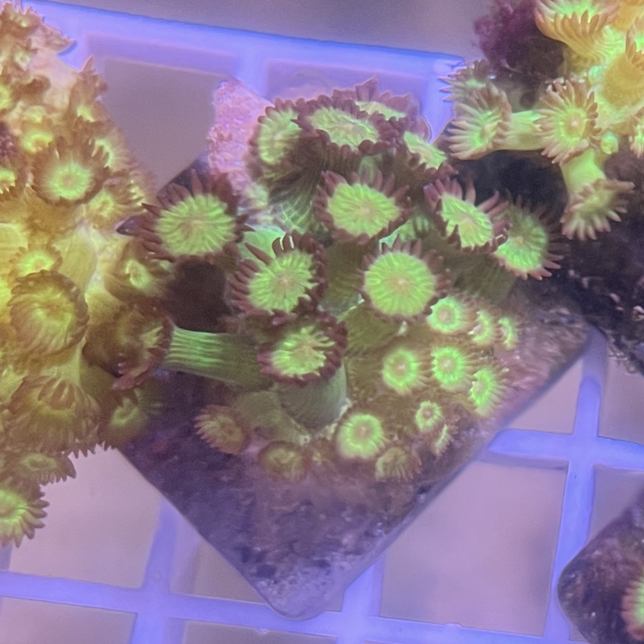 Euphyllia Black Torch Hammer Coral - 1 cabeça WYSIWYG ! descendência alemã
