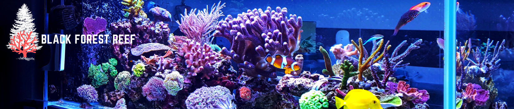 Black Forest Reef