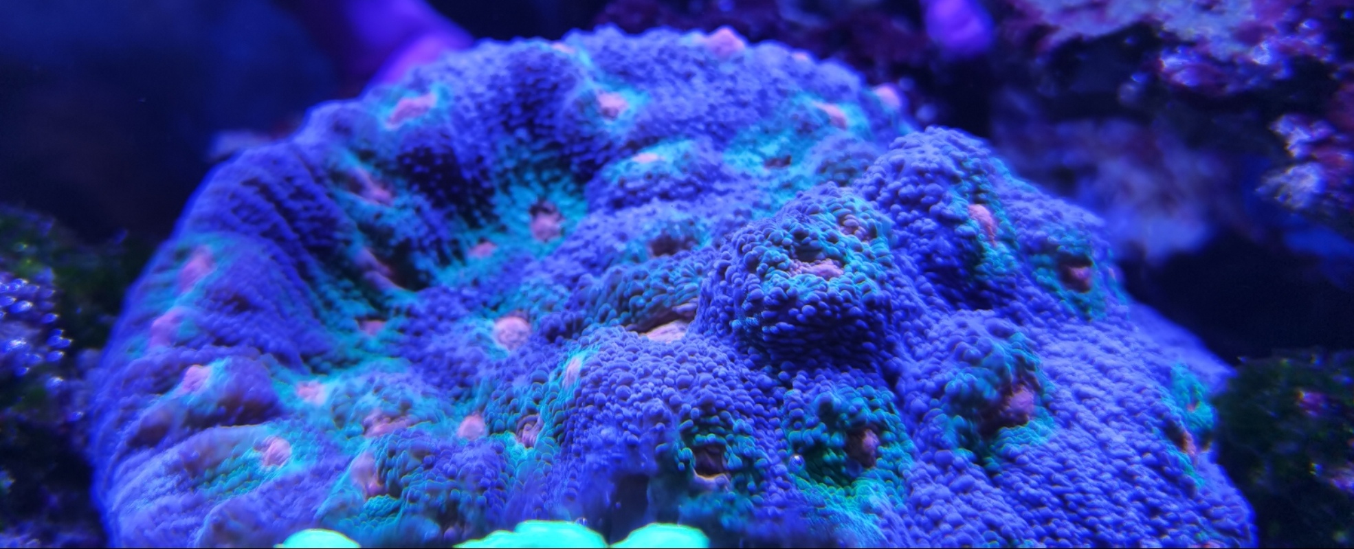 corais Föritztal