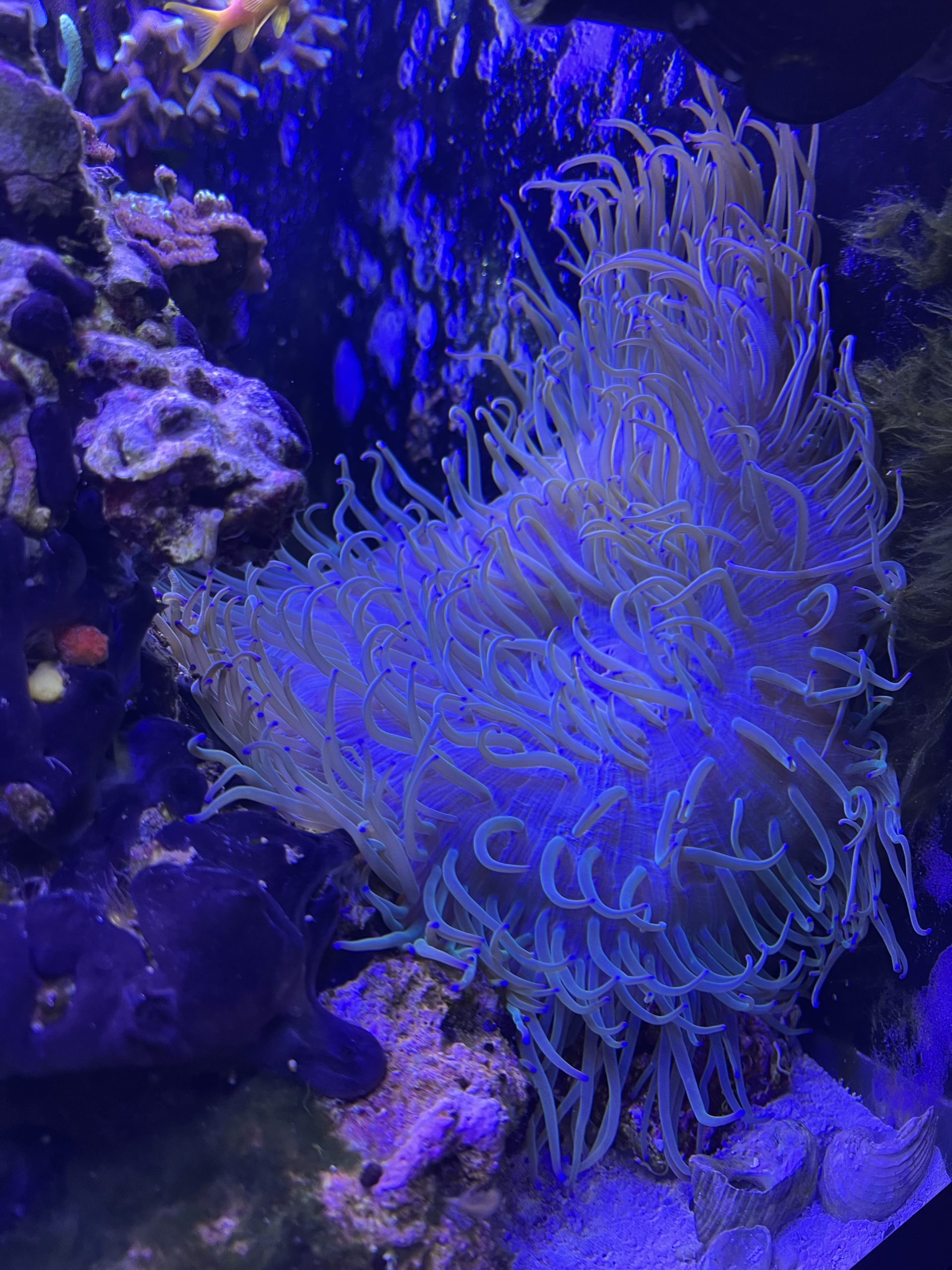 Les coraux de Cooky