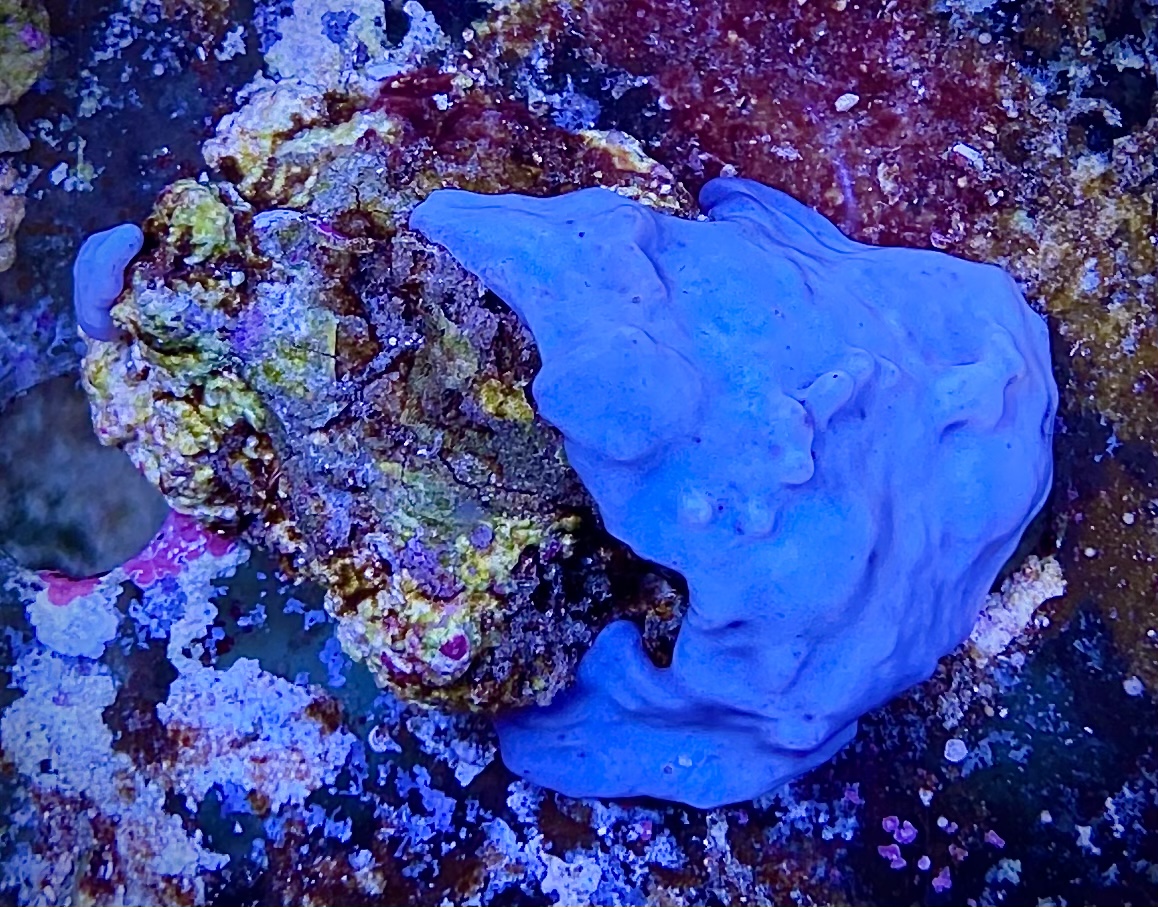 Anthelia sp. pernatý pštrosí korál