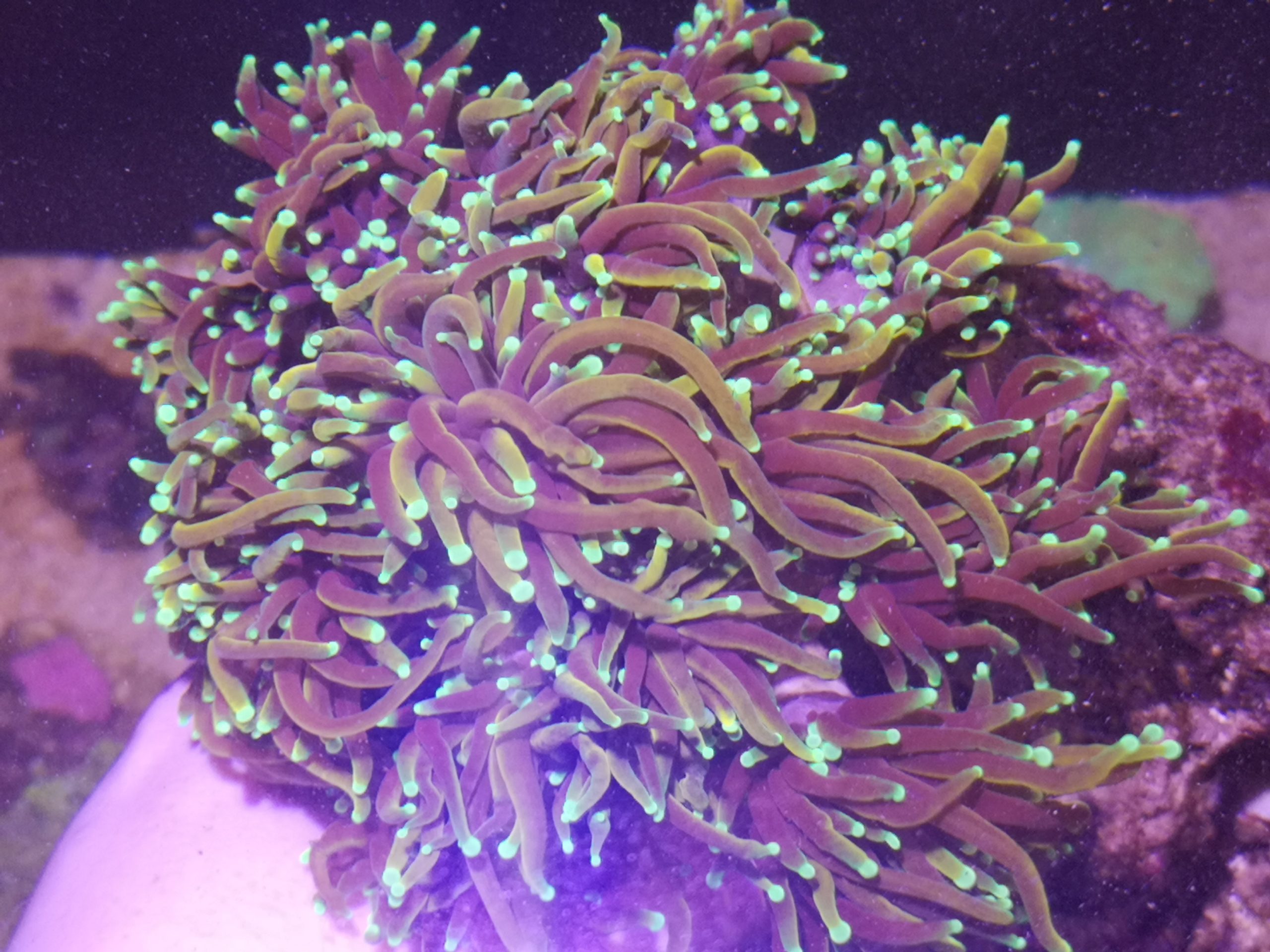 Camburg koralen