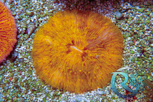 WYSIWYG Bubble Coral