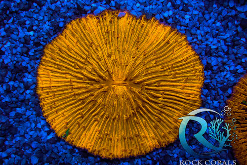 Plerogyra - bublina korálově neonově zelená ultra cca 5cm