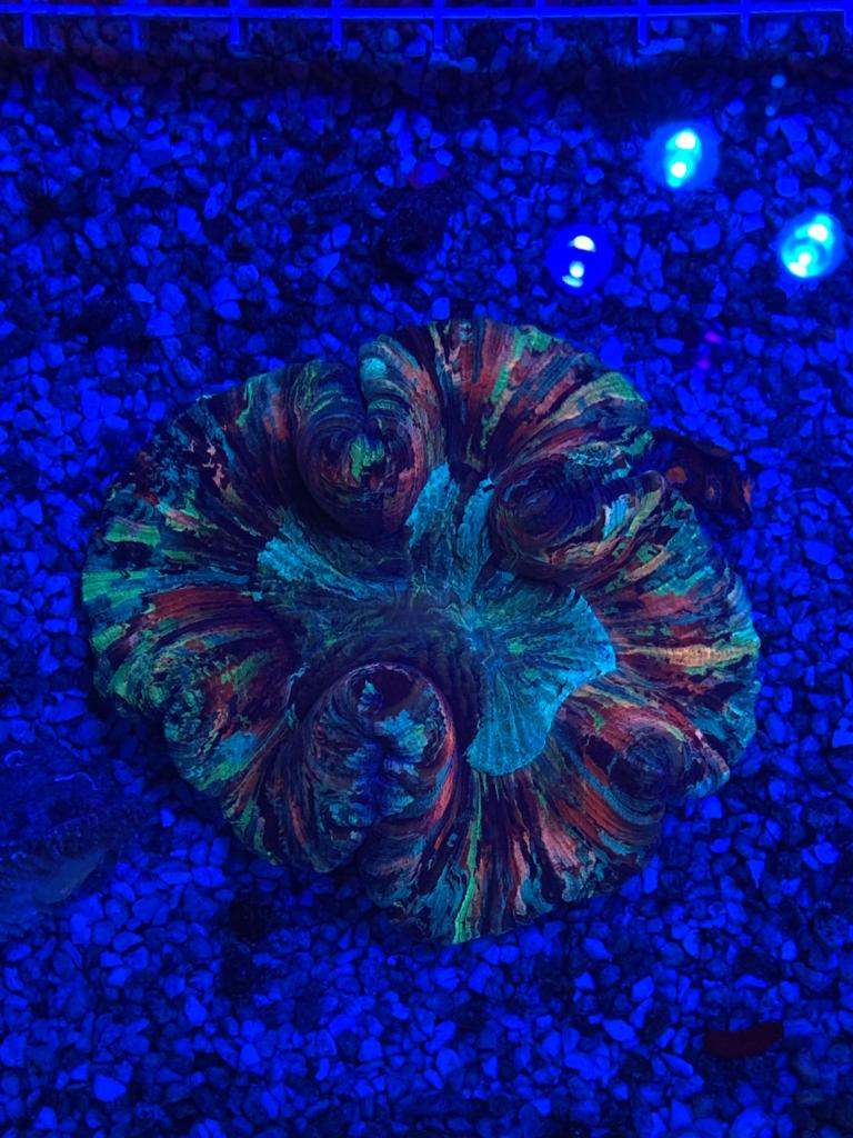 Caulastrea furcata neonová zelená 5 polypy