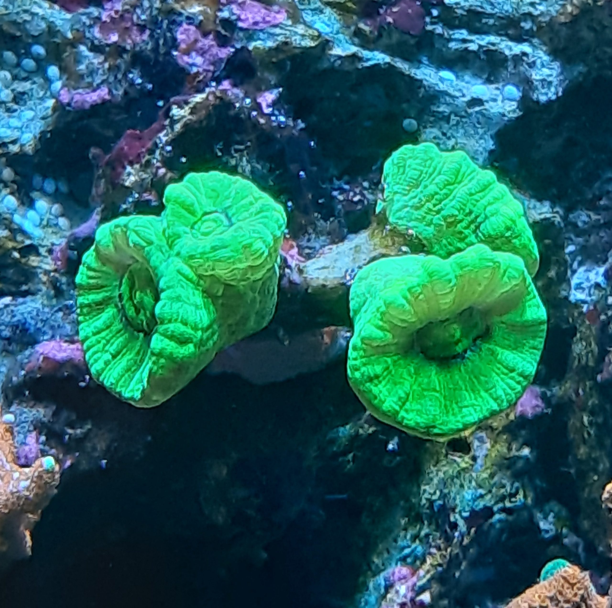 Beard Coral - Axifuga - 3 polypy