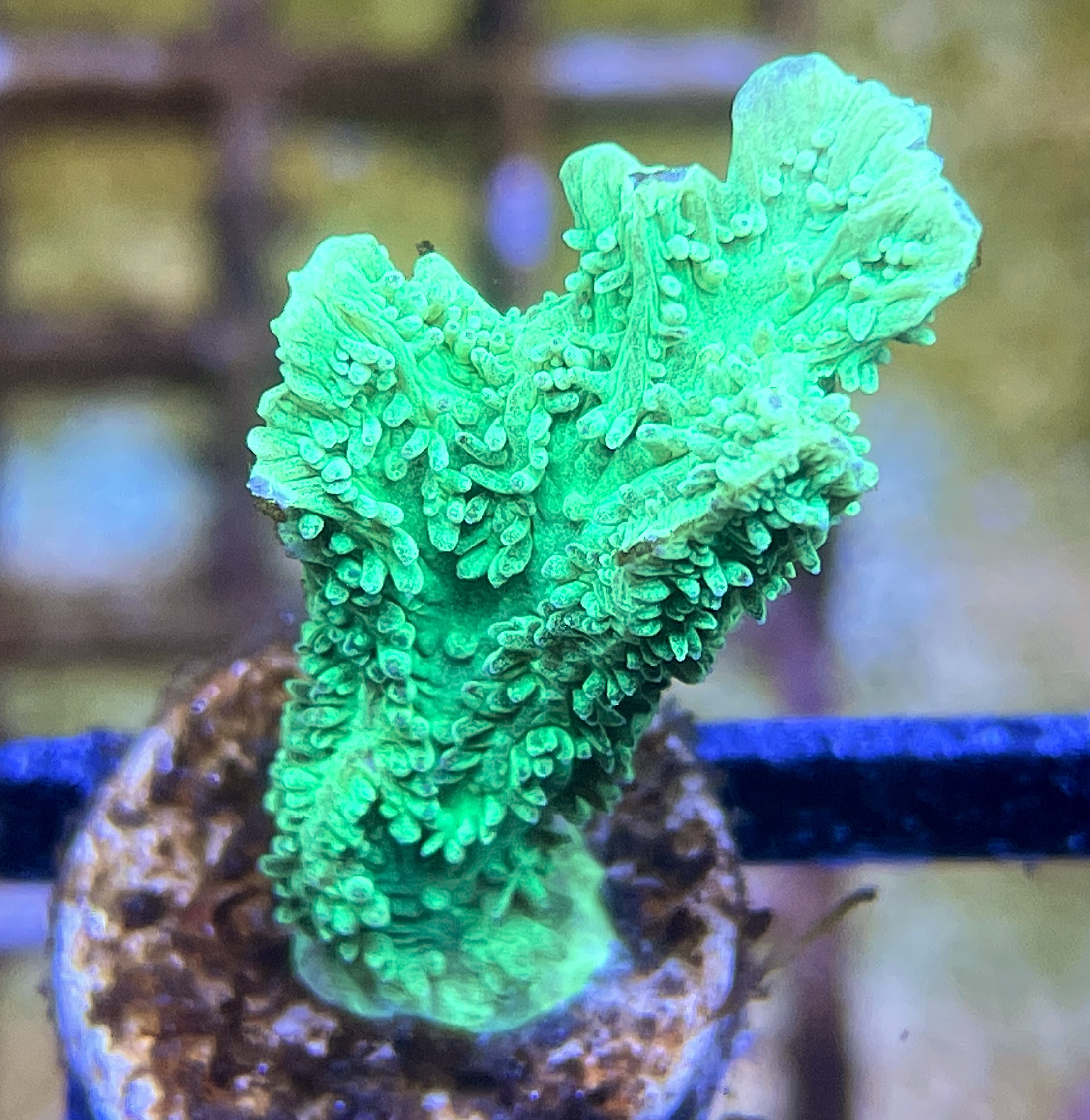 WYSIWYG Bubble Coral