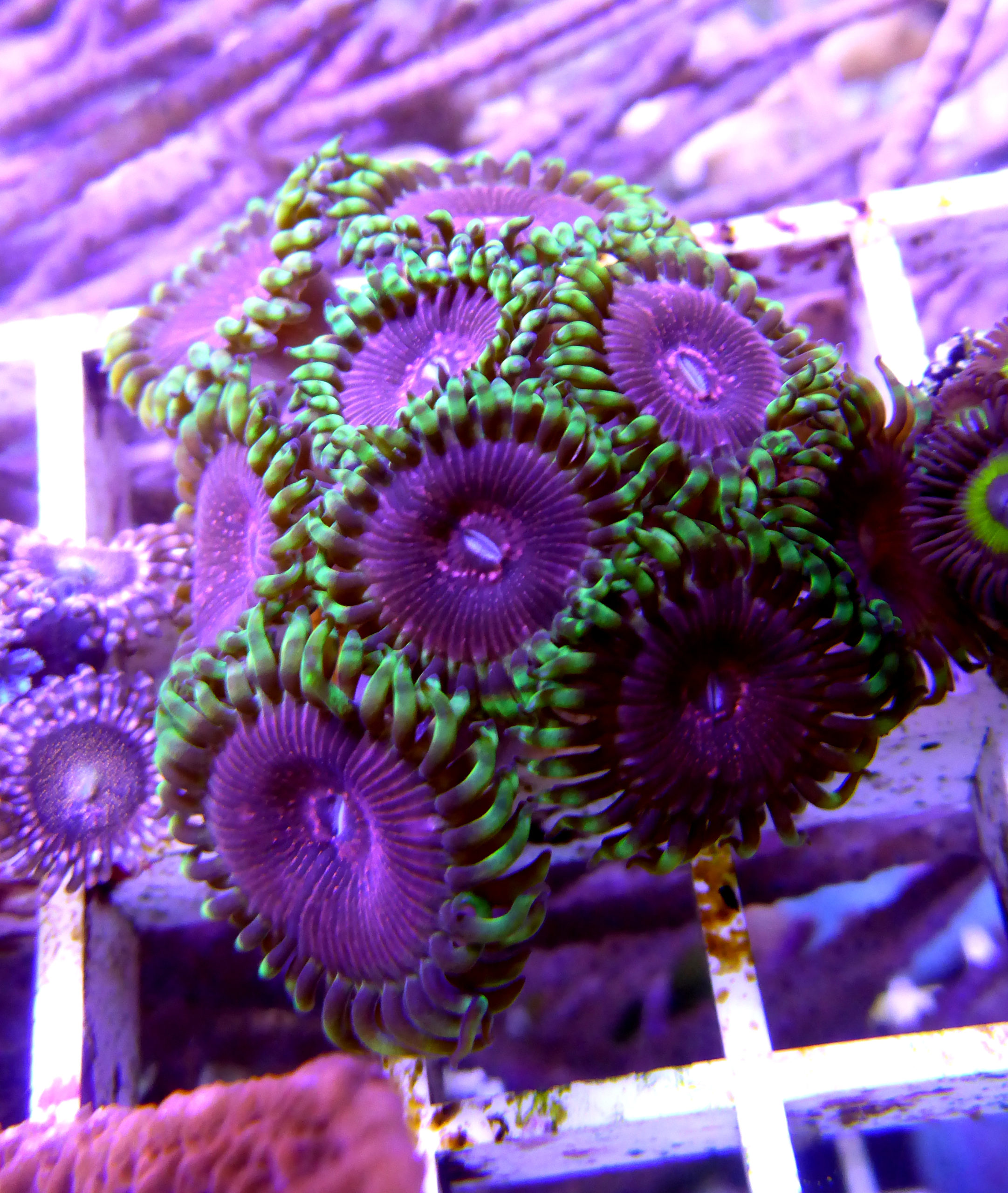 WYSIWYG - Originální obrázek korálů. Zoanthus/Zoanthus