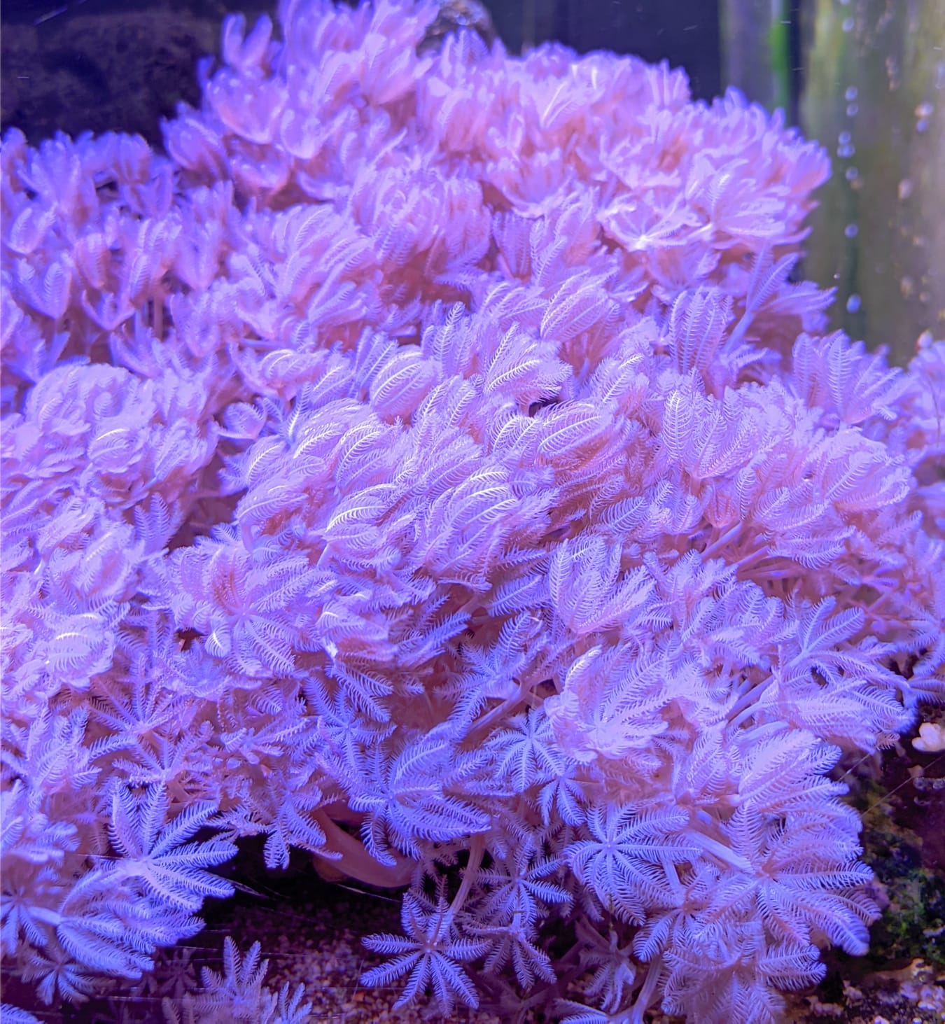 Modrý korál Heliopora coerulea