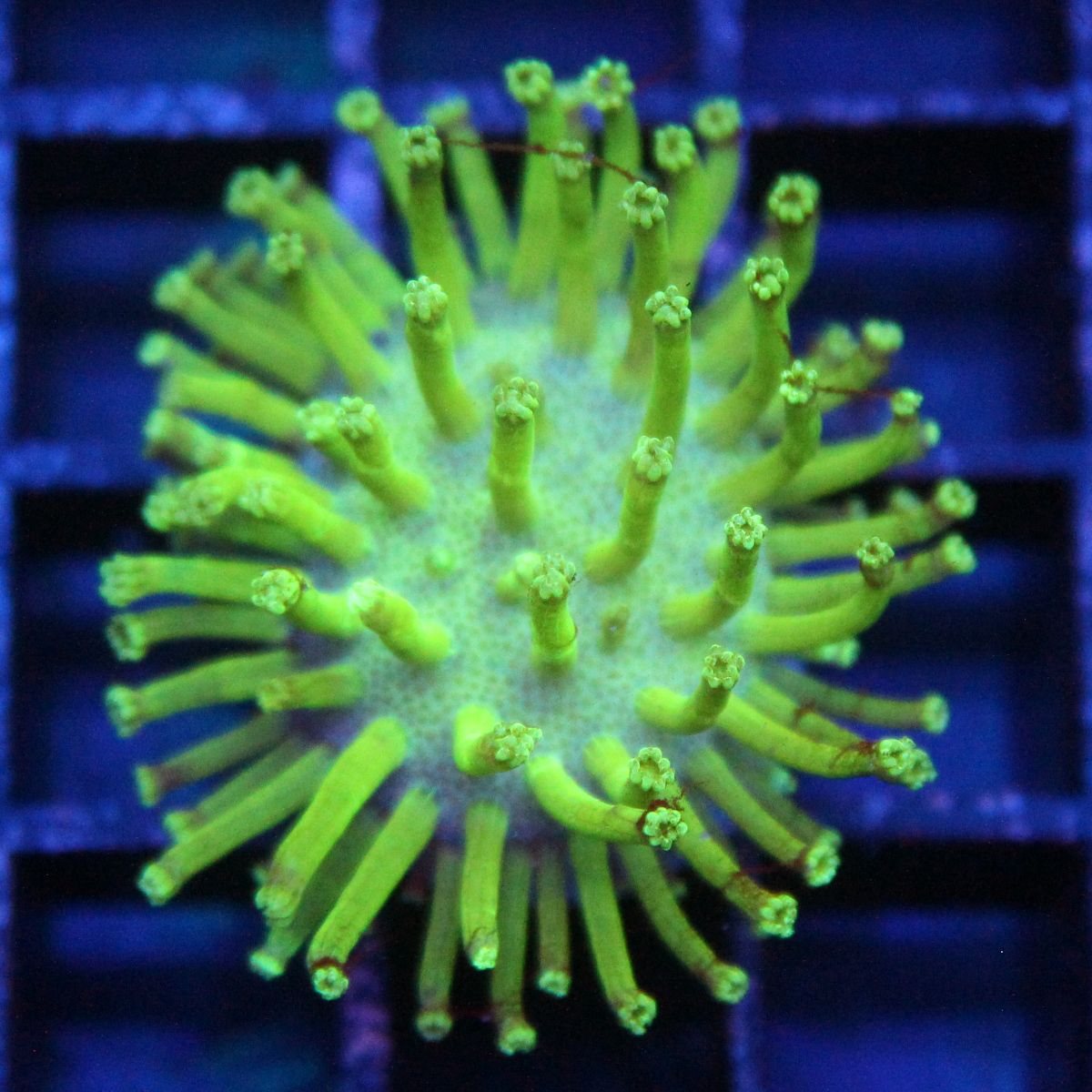 Sarcophyton ehrenbergi - houbový kožený korál