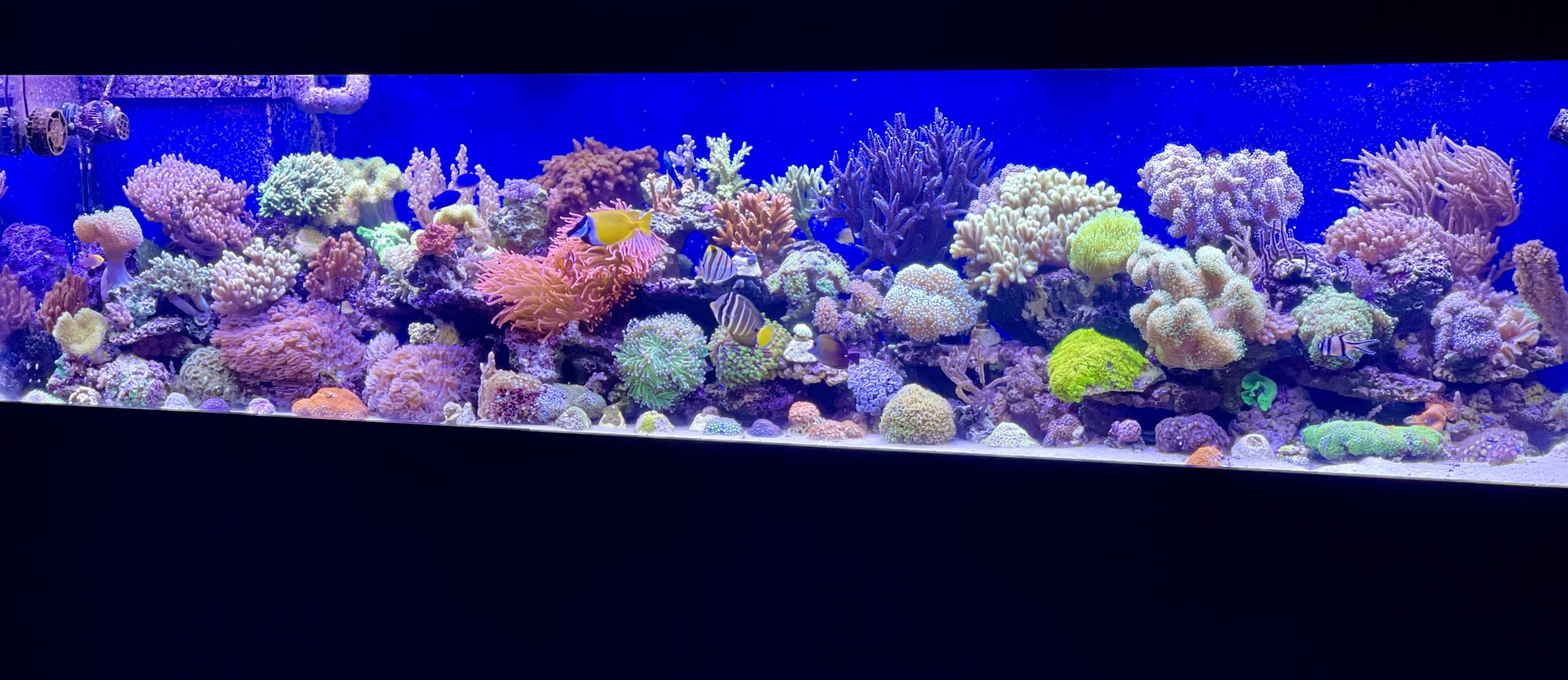 Les coraux de Sheila
