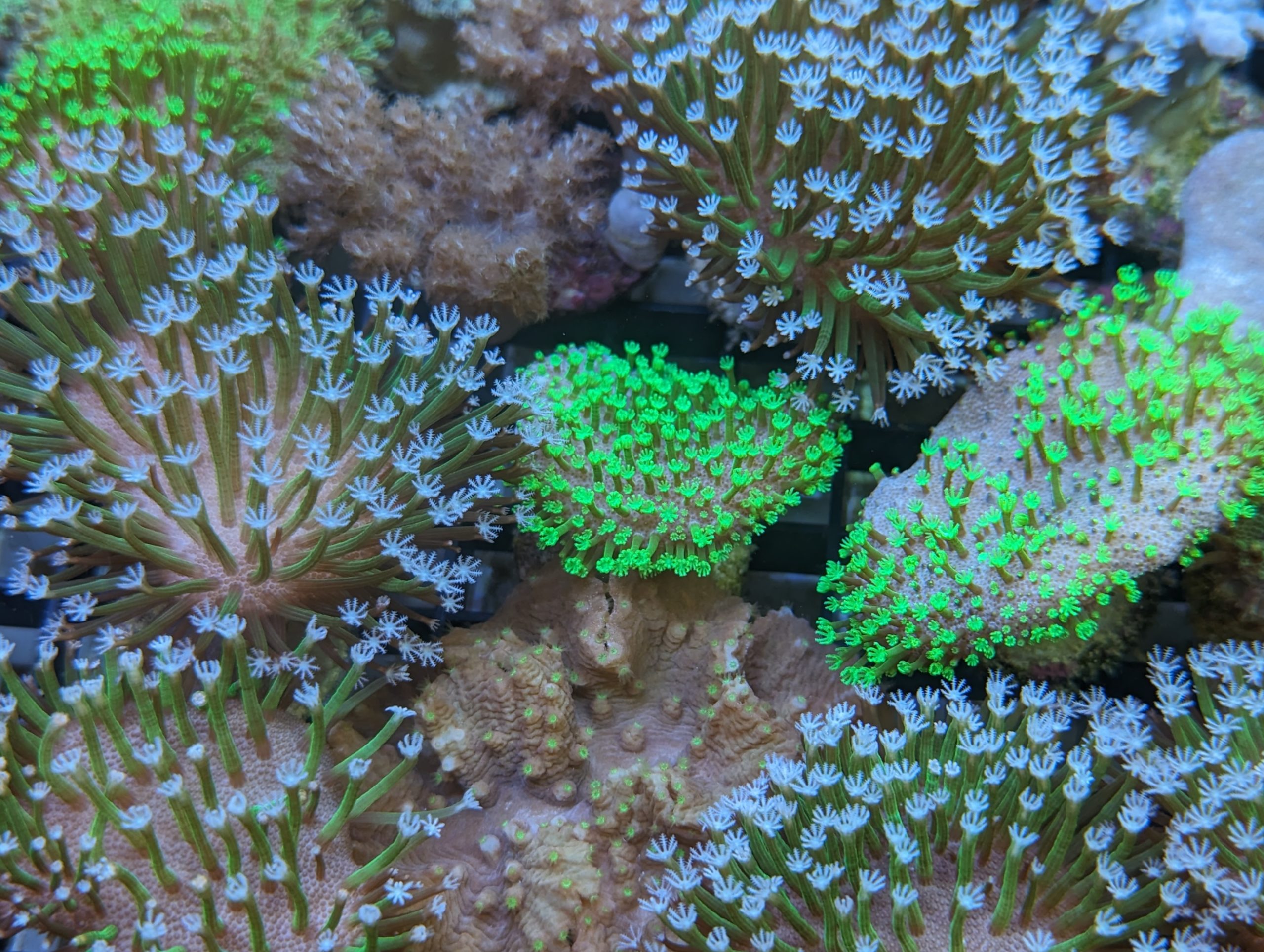 Korallen und Meer
